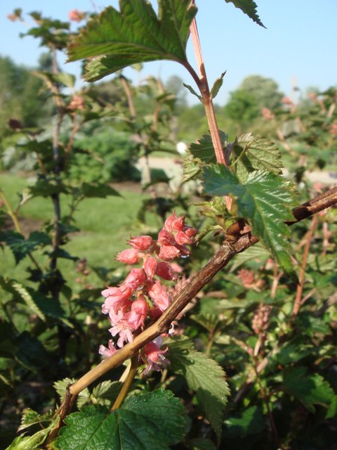 Neillia sinensis feuille P2A